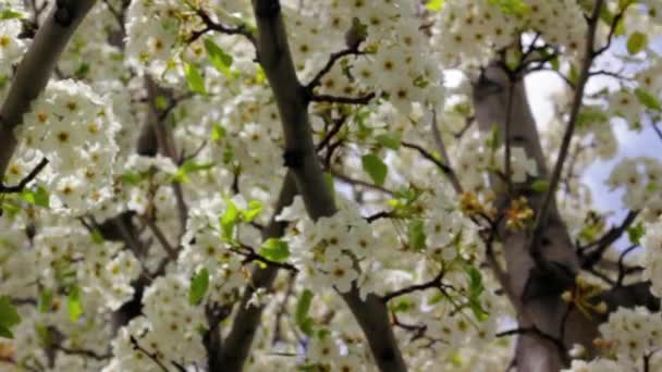 Lindas flores de primavera — Vídeo de Stock