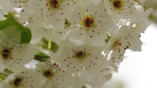 Bellissimi fiori primaverili — Video Stock