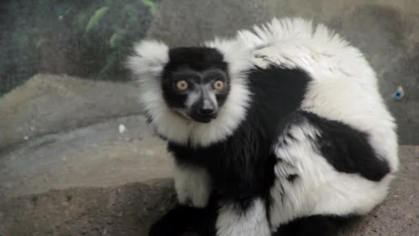 黑色和白色的猴子 — 图库视频影像