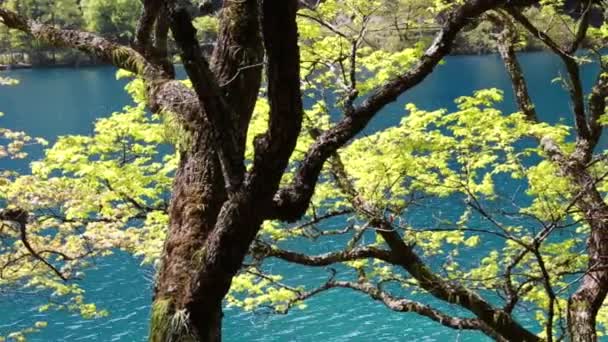 Lindo lago florestal no vale de Jiuzhaigou — Vídeo de Stock