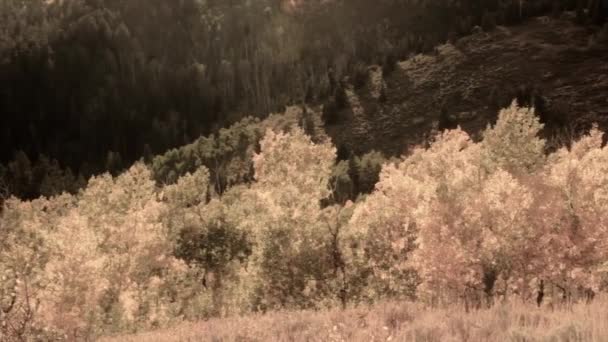 Belas árvores de outono — Vídeo de Stock