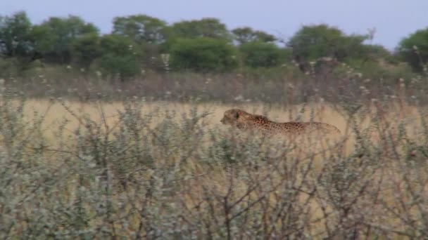 Cheetah in een wilde natuur — Stockvideo