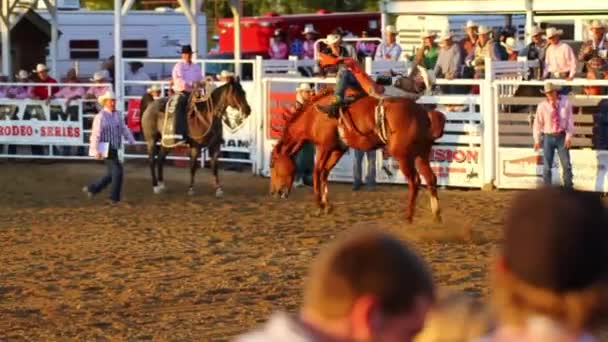 Cowboy Ridning på häst barbacka — Stockvideo