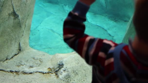 Kleinkinder beobachten Robbe im Zoo — Stockvideo