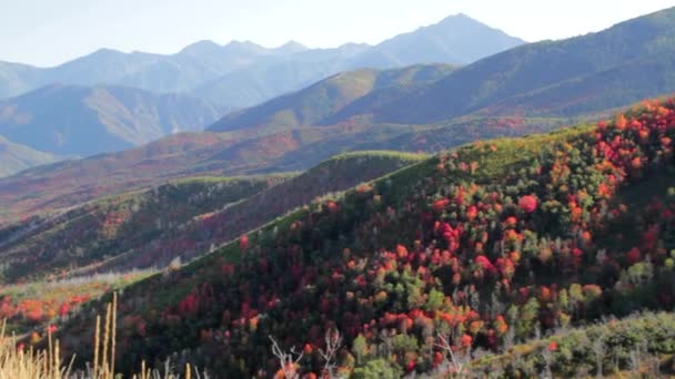 Colorida ladera de montaña — Vídeo de stock