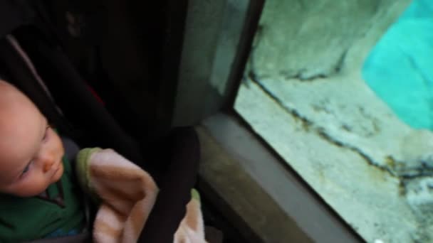 Les tout-petits regardent un phoque dans le zoo — Video