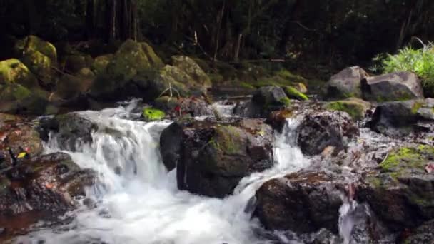 Arroyo claro montaña — Vídeo de stock