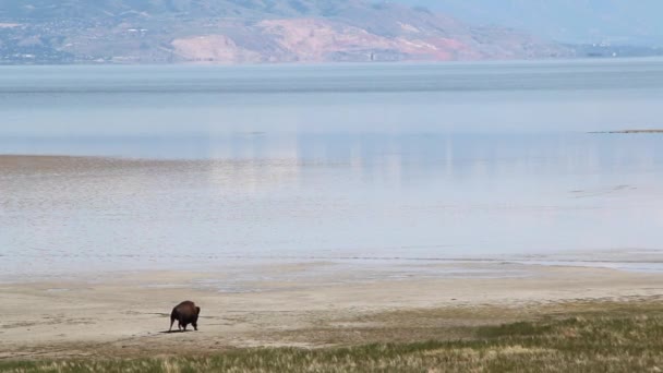 Buffalo walking by a large — Stock Video