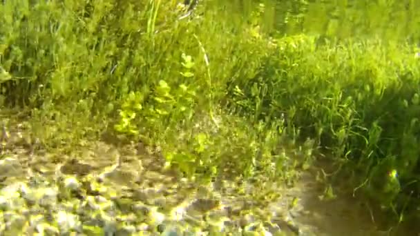 Clear spring underwater ground — Stock Video