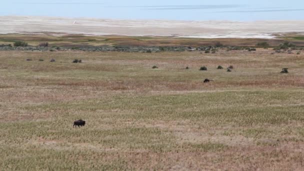 Buffalo debout près d'un grand — Video