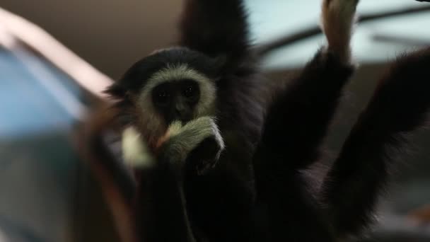 Monos divertidos en el zoológico — Vídeo de stock