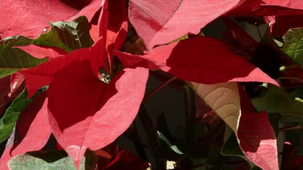 Kerstmis poinsettia op een tafel — Stockvideo