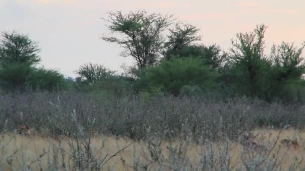 Geparder i en vild natur — Stockvideo