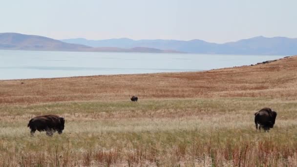 Buffalo in piedi accanto a un grande — Video Stock