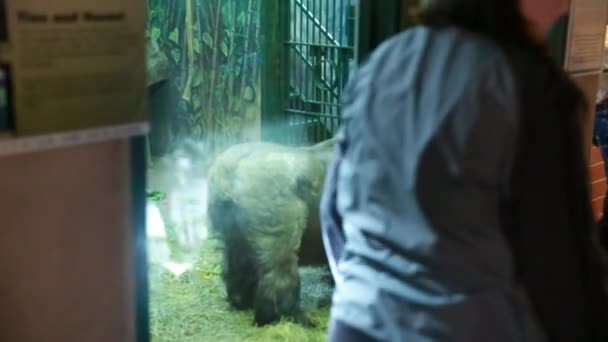 Gorila jugando en el zoológico — Vídeos de Stock