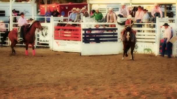 Bucking Saddle Bronc at Rodeo — Stock Video