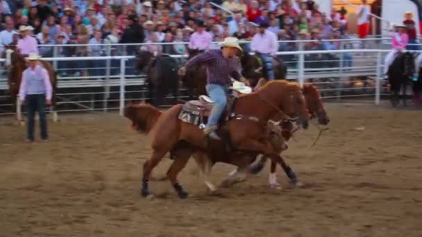 Cowboys roping at the rodeo — Stock Video