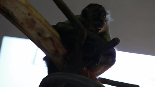 Macacos engraçados no zoológico — Vídeo de Stock