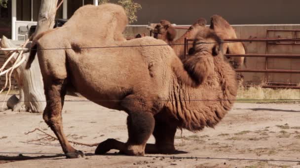 Grote kamelen in de dierentuin — Stockvideo