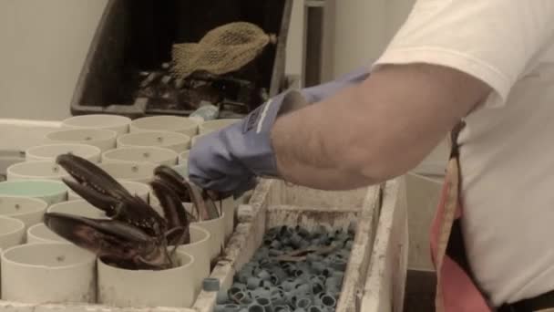 Pesca de langosta en un barco — Vídeo de stock