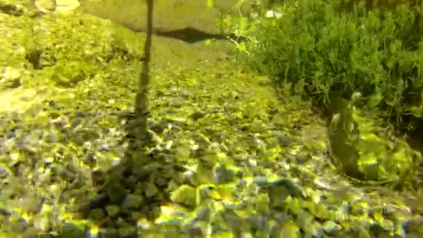 Clear spring underwater ground — Stock Video