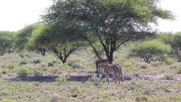 Cheetahs marking territory — Stock Video