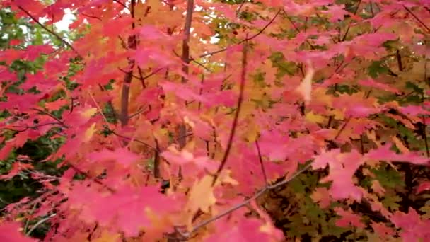 Яркие листья красной малины — стоковое видео