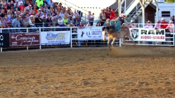 Cowboy rider på hästen barbacka — Stockvideo