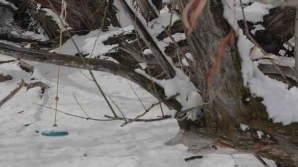 Balançoire de corde dans un groupe d'arbres — Video