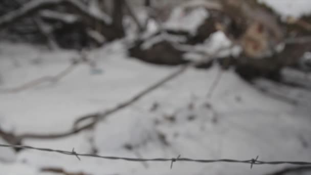 Arbres après une chute de neige en hiver — Video