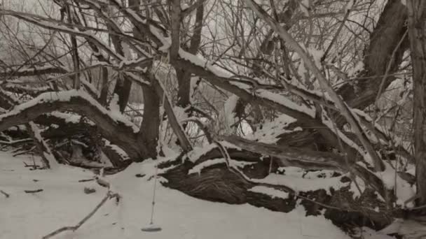 Touw schommel in een groep van bomen — Stockvideo