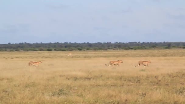 野生の自然でのチーター — ストック動画