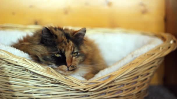 Кот, спящий в корзине — стоковое видео