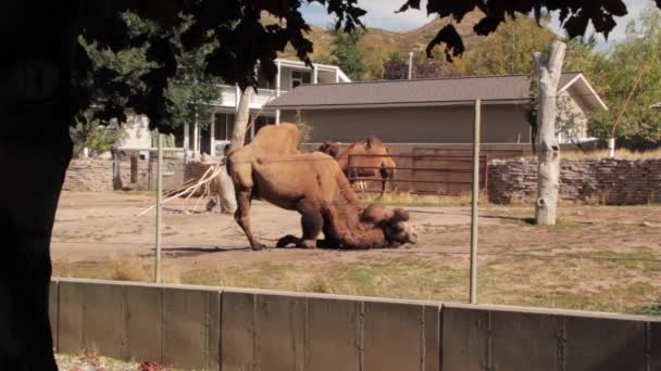 Grandes camellos en el zoológico — Vídeo de stock
