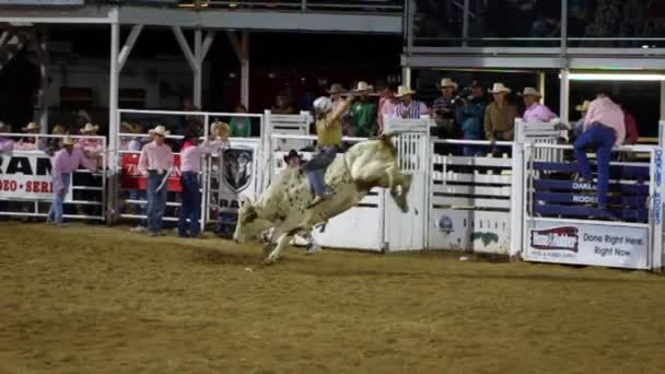 Rodeo show on arena — Stock Video