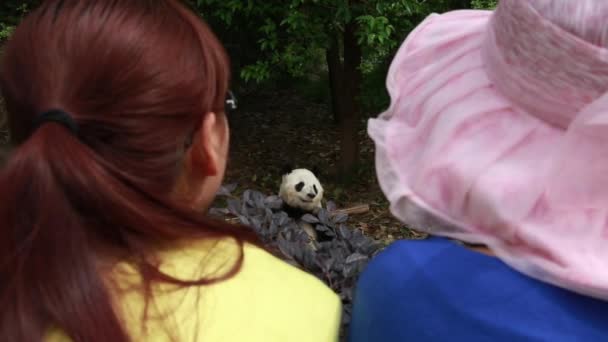 Chinês assistindo panda gigante — Vídeo de Stock