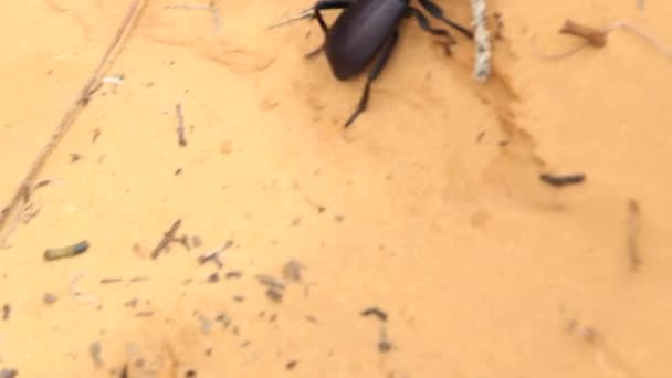 Coléoptère se promène autour du sable — Video