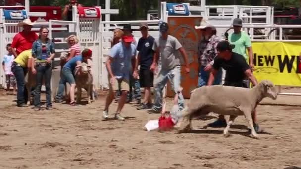 Bucking Saddle Bronc at Rodeo — Stock Video