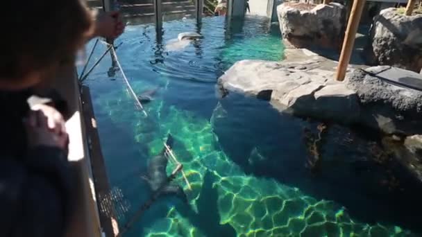 Crowd at aquarium in the zoo — Stock Video