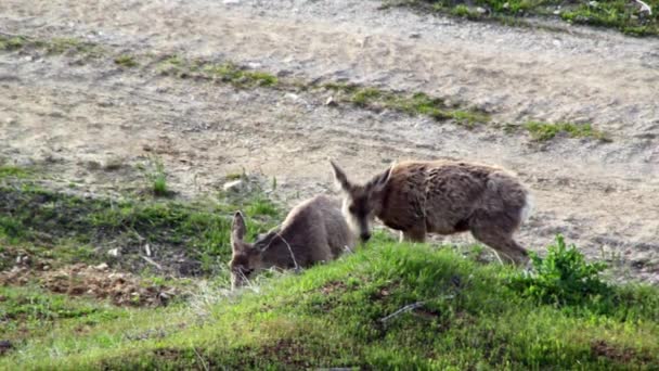 Rådjur äter grönt gräs — Stockvideo