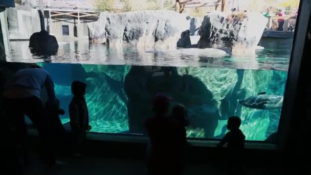 Niños pequeños viendo una foca en el zoológico — Vídeos de Stock