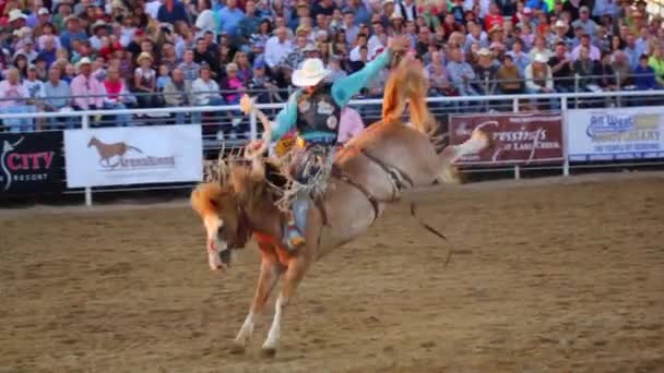 Bucking Saddle Bronc em Rodeo — Vídeo de Stock