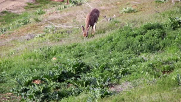 Ciervo comiendo hierba verde — Vídeos de Stock