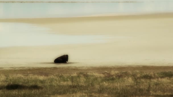 Buffalo em um ambiente deserto — Vídeo de Stock