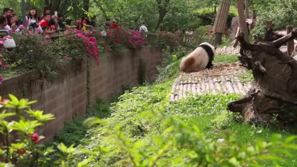 Toeristen Panda's kijken — Stockvideo