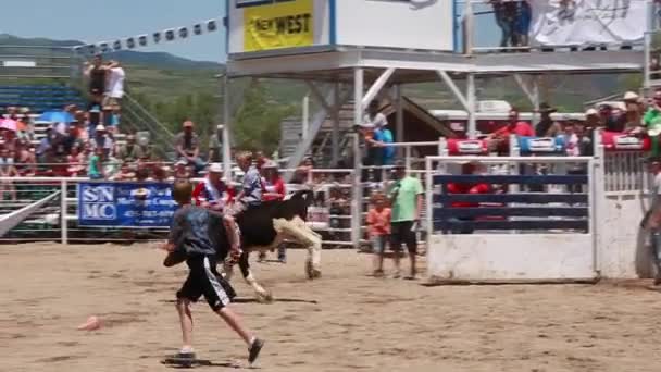 Man riding on calf on rodeo — Stock Video