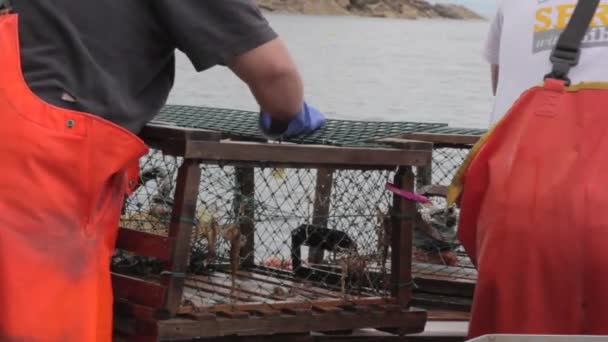 Rybolov humra na lodi — Stock video