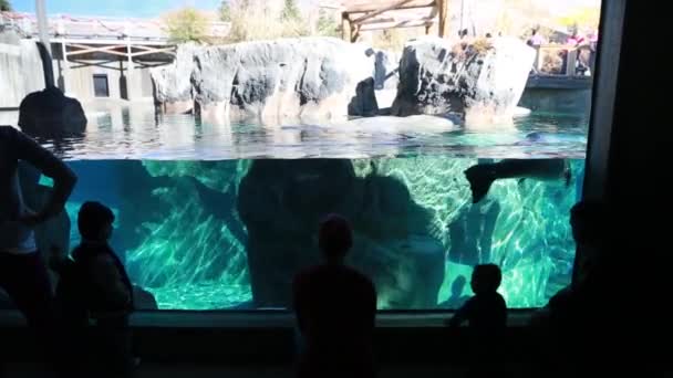 Tourists looking into a aquarium — Stock Video