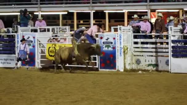 Kowboje team roping — Wideo stockowe