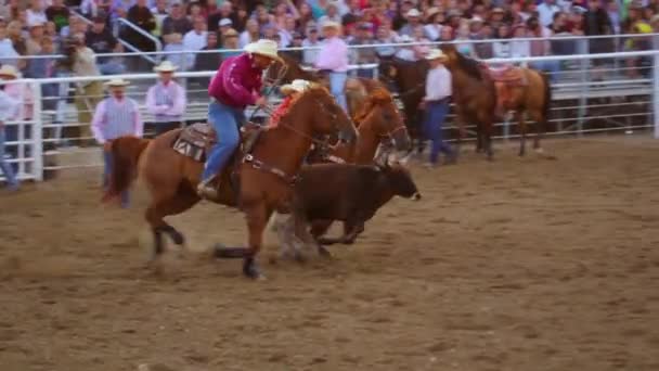 Cowboys roping no rodeio — Vídeo de Stock